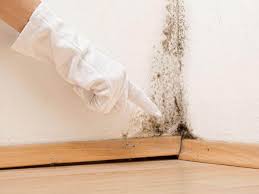 Best Mold Damage Restoration in USA